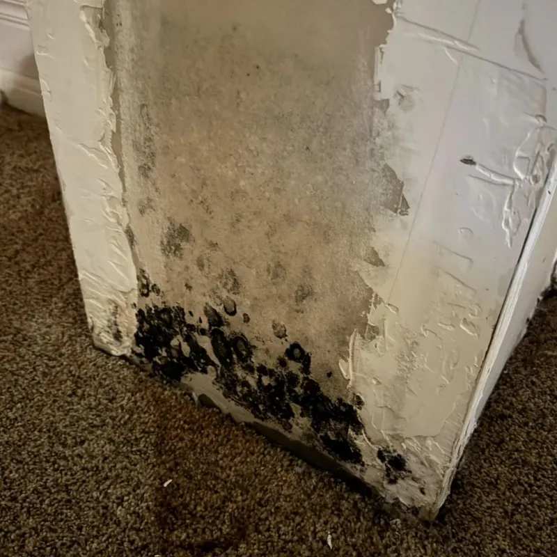 Professional Mold Removal in Castanea, PA